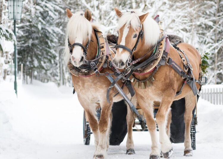 A Countryside Christmas, Soft Holiday Christmas Music, Popular instrumental Carols by Tim Janis