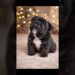 “This Little Bulldog Looks Like Royalty 👑🐶”