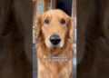 Gossips kavaalaa..? #bruno #goldenretriever #funnydogs #pets #doglife #doglove #trending #viral