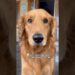 Gossips kavaalaa..? #bruno #goldenretriever #funnydogs #pets #doglife #doglove #trending #viral