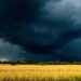 green and yellow grassfield under gray cloudy sky