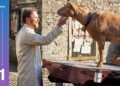 Helen Williams/Courtesy of Playground Entertainment and MASTERPIECE Samuel West in 'All Creatures Great and Small'
