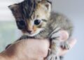 Chico's big fashion and entertainment show on Dec. 13 benefits FUR's cat rescue work • Chico News & Review