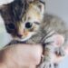 Chico's big fashion and entertainment show on Dec. 13 benefits FUR's cat rescue work • Chico News & Review