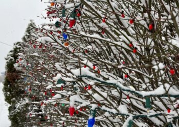 How a gardener spends the night before Christmas