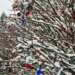 How a gardener spends the night before Christmas