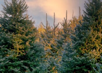 Lafayette weekend events guide to Christmas concerts, shows
