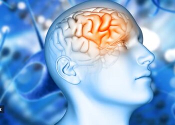 brain