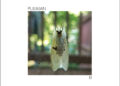 Stereogum home