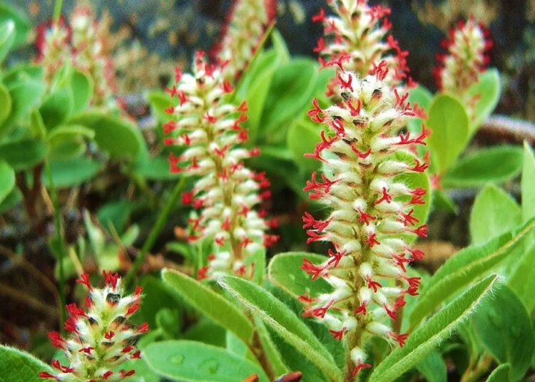 What plants could Santa grow in the North Pole?