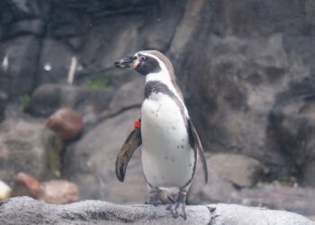 a PENGUIN