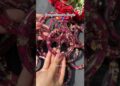 Rose Bangles❤️ #resinart #art #diy #resinbangles #youtube #rosebangles #shorts #viral #trending #fyp