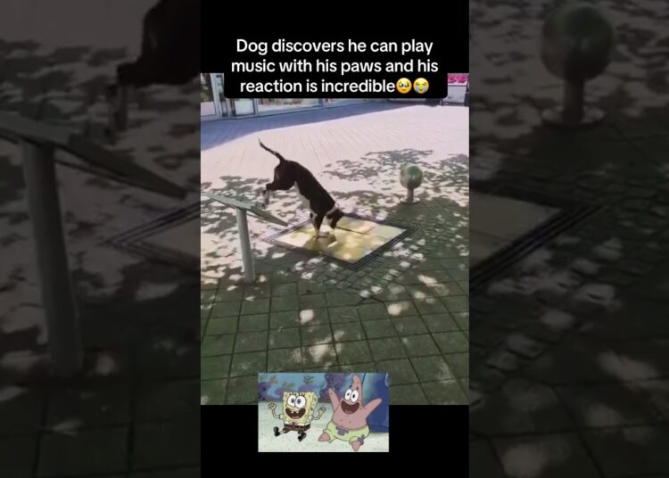 Dog is a musician🥹 #fyp #viral #animals #dogs #dog #music #aww #cute #funny #fypシ #shorts #yt #lol