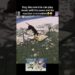 Dog is a musician🥹 #fyp #viral #animals #dogs #dog #music #aww #cute #funny #fypシ #shorts #yt #lol