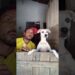 os fofoqueirinhos estão de volta segue e compartilha 😜#shorts