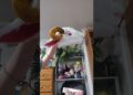 #dragonpuppets #dragon #paperdragon #puppet #fypviralシ #fypシ #artartist #artist
