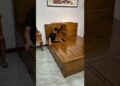 पापा बिस्तर के अंदर घुस गए🥵 ll Carriage House wooden artist ll #cartoon #shortvideoshortvideo