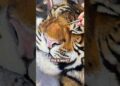How yummy out of 10? #tiger #painting #oilpainting #bigcats #cute #artist #art