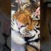 How yummy out of 10? #tiger #painting #oilpainting #bigcats #cute #artist #art