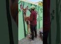 Street art Deer Painting on wall #wallpainting #art #artist #bharatthakor