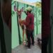 Street art Deer Painting on wall #wallpainting #art #artist #bharatthakor