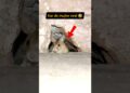 kar do mujhe viral fir dekho 🤣 || viral rat gossips 😅 || #funny #rat #crazy #pets #gosip #veryfunny