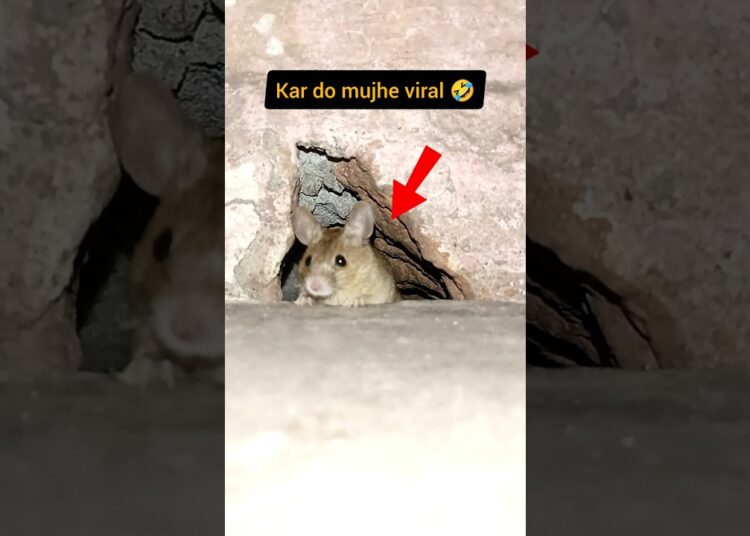 kar do mujhe viral fir dekho 🤣 || viral rat gossips 😅 || #funny #rat #crazy #pets #gosip #veryfunny