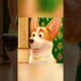 This dog had been treated as royalty since it was young.