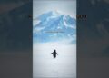 viral penguin #royalty