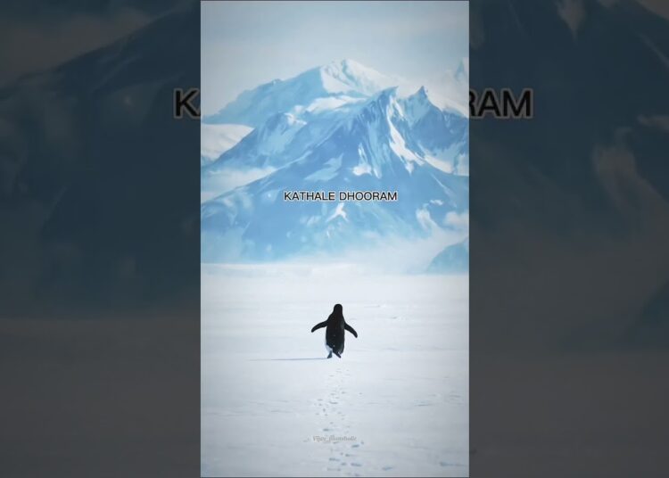 viral penguin #royalty