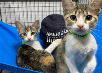 8 steps for helping lost pets be reunited with owners | Entertainment/Life