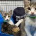 8 steps for helping lost pets be reunited with owners | Entertainment/Life