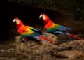 Red-, blue- and yellow-feathered scarlet macaws are among the many vibrant birds of the Amazon Basin. (Courtesy photo)