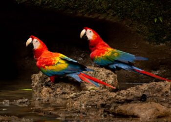 Red-, blue- and yellow-feathered scarlet macaws are among the many vibrant birds of the Amazon Basin. (Courtesy photo)