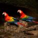 Red-, blue- and yellow-feathered scarlet macaws are among the many vibrant birds of the Amazon Basin. (Courtesy photo)