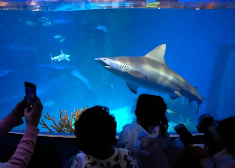 How to see new sharks at Sarasota’s popular Mote SEA aquarium