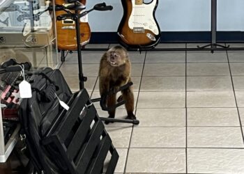 A monkey in a musical instrument store, surrounded by guitars and equipment.
