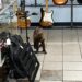 A monkey in a musical instrument store, surrounded by guitars and equipment.