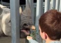 Prince Archie feeds a rhino at the Living Desert Zoo