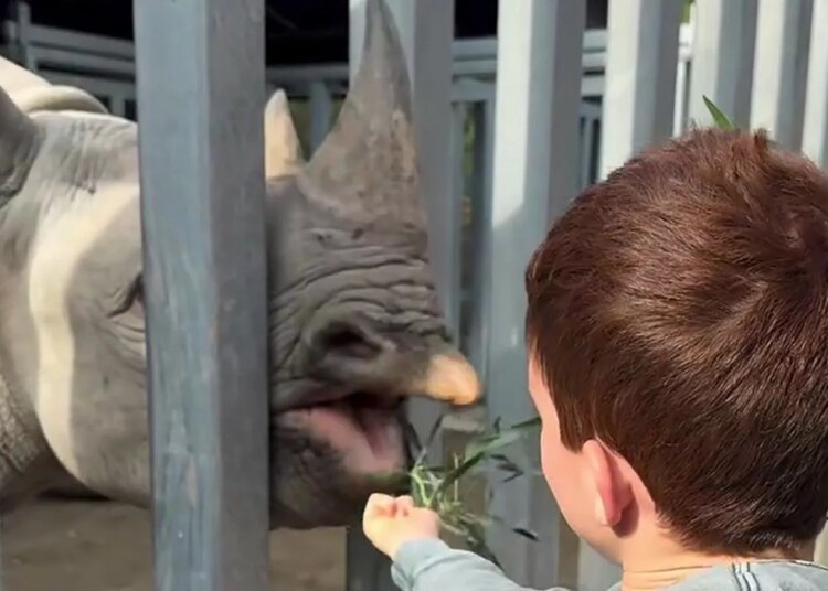 Prince Archie feeds a rhino at the Living Desert Zoo