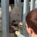 Prince Archie feeds a rhino at the Living Desert Zoo