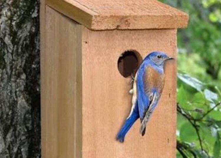 Bird house