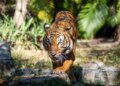 Palm Beach Zoo kicks off Rhythm in the Wild nighttime series