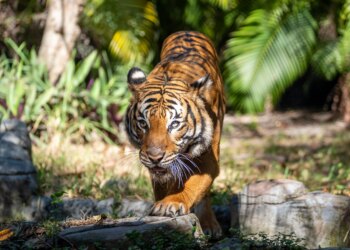 Palm Beach Zoo kicks off Rhythm in the Wild nighttime series