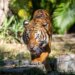 Palm Beach Zoo kicks off Rhythm in the Wild nighttime series