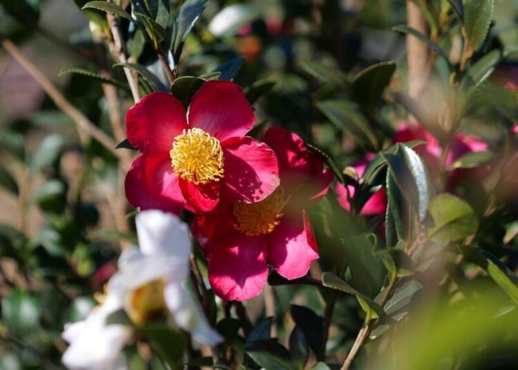 Sasanquas: Give the underappreciated camellia species a try | Entertainment/Life