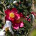 Sasanquas: Give the underappreciated camellia species a try | Entertainment/Life