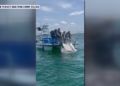 Viral manta ray video sparks legislation to ban captures for entertainment in Florida