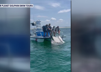 Viral manta ray video sparks legislation to ban captures for entertainment in Florida