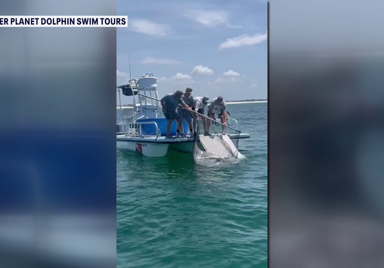 Viral manta ray video sparks legislation to ban captures for entertainment in Florida